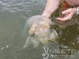 Тим, хто зібрався на відпочинок: В Азовському морі навала величезних отруйних медуз (відео)