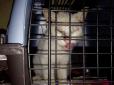 Хіти тижня. Зачуханий доходяга перетворився на вишуканого красеня: Коли після місяців лікування бездомний кіт вперше відкрив очі, люди були вражені (фотофакти)