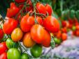 Дачникам на замітку! Солодкі і стійкі сорти томатів, які бояться фітофтори та холодів