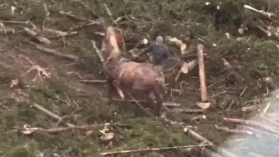 Розгорівся скандал: У Буковелі чоловік побив коня палицею на очах у туристів - очевидці написали заяву у поліцію