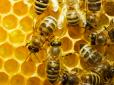 У Грузії бджоли опинилися в смертельній небезпеці через хворобу з Росії