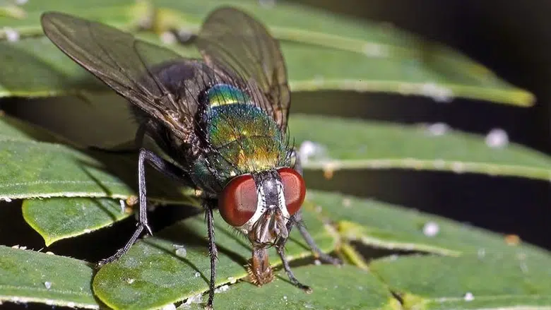 Все просто! Які рослини посадити біля будинку, щоб назавжди забути про мух