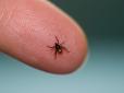 Бережіться! Названо групу крові, яка приваблює кліщів як магніт