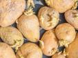 Чи можна їсти пророслу картоплю? Багато хто про це навіть не здогадується