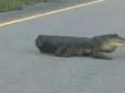 Жінка побачила крокодила без хвоста й подумала, що то собака (відео)