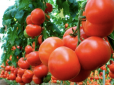 Дачникам на замітку! Названо сорти помідорів, які майже не потребують догляду
