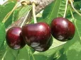 Ціни на черешню в Україні б'ють 10-річні рекорди: Чи чекати здешевлення
