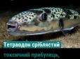 Не акула, але теж може вбити: У Чорному морі збільшилась популяція смертельно небезпечної риби - сріблястого тетраодону