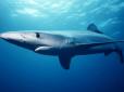 Цей універсальний хижак ще небезпечніший, ніж гадали: У одного з смертоносних для людини виду акул знайшли невідому досі здатність, аби непомітно підкрадатись до потенційних жертв