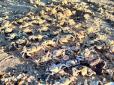 На морському узбережжі Одещини давно не бачене нашестя крабів (відео)
