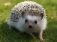 Бачили їжака вдень? Це може бути небезпечний сигнал для довкілля