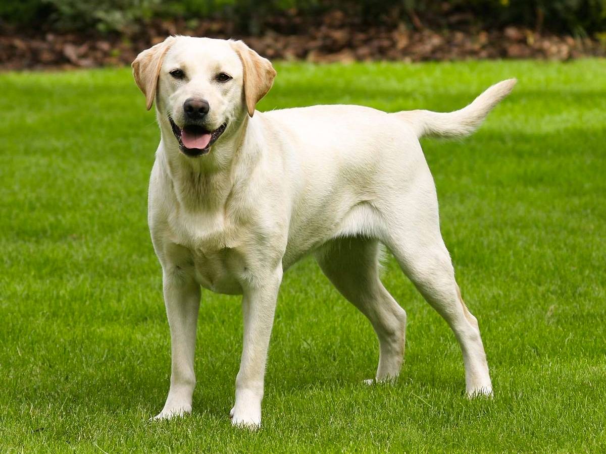 ТОП-7 овочів, які категорично заборонено давати собакам - поради експертів