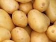 Буде ціновий шок? Врожай картоплі впав на 25-30% -  що буде  з вартістю 