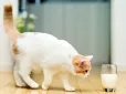 Користь чи шкода? Чи дійсно треба давати котам молоко