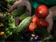 Господарки вже сумно зітхають: В Україні за тиждень різко підскочили ціни на огірки та помідори