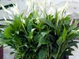 Очистять вашу оселю! Ось які кімнатні рослини поглинають токсини