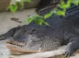 Ми не проти, щоб росіяни узяли участь? Річка з крокодилами була визнана придатною для проведення змагань під час Олімпіади 2032