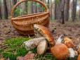 Хитрість, про яку мовчать досвідчені грибники - завдяки цьому аматор завжди повернется із повним кошиком