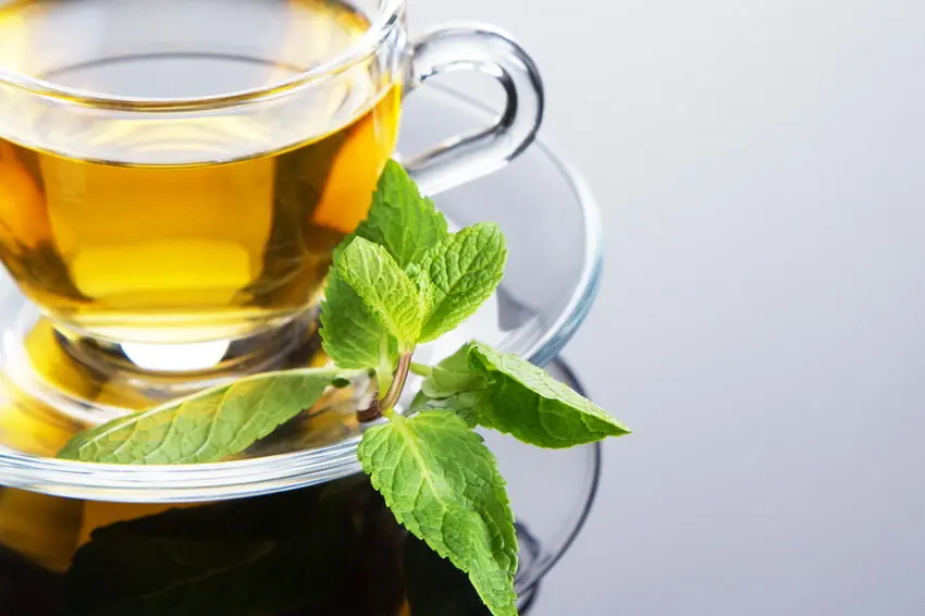 Це варто знати! Як зелений чай впливає на мозок