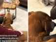 У сім'ї захворів собака: Власниця була зворушена тим, як почав поводитися кіт (відео)