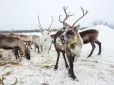 Фінські фермери втрачають оленів через… війну в Україні: Що сталось