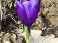 Подих весни: На Закарпатті у лютому почали цвісти шафрани