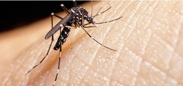 Нова халепа: Вчені кажуть, що через потепління Європі загрожують небачені досі недуги