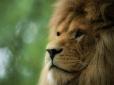 Чому лев вважається царем звірів: сила, влада та соціальний лад