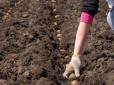 Дачникам на замітку! На якій відстані треба садити картоплю - є золоте правило