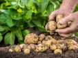 Хочете зберегти картоплю до весни? Не пропускайте цей важливий етап після збору врожаю