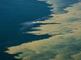 Балтійське море атакували токсичні водорості: Аномальна спека створила небезпечну ситуацію
