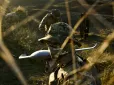 Провідна ІТ компанія світу впроваджує на полі бою в Україні систему управління з ШІ , яка об’єднує дрони та всі елементи ППО в єдиний комплекс швидкого реагування