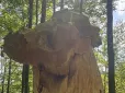 Чоловік знайшов у лісі білий гриб вагою 2,54 кг (фото)